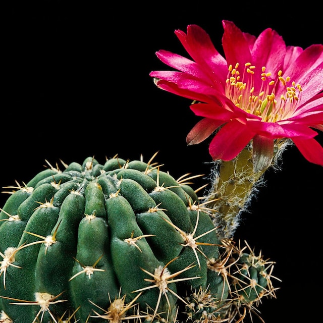 cactus con flor