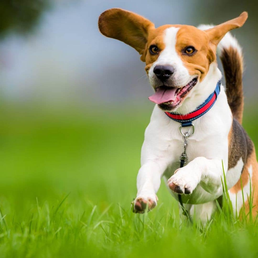 ¿Por qué mi perro se muestra más inquieto de lo normal?