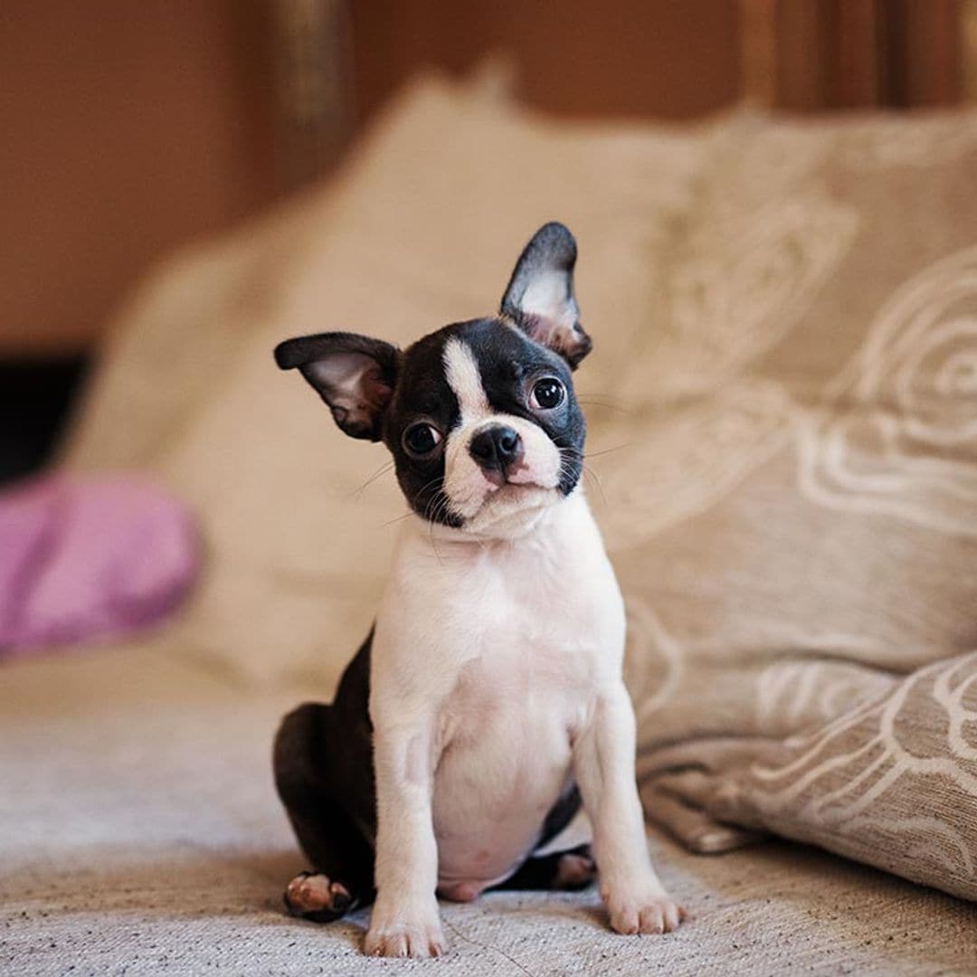 Las mejores razas de perro, si tu pareja se resiste a tener mascota