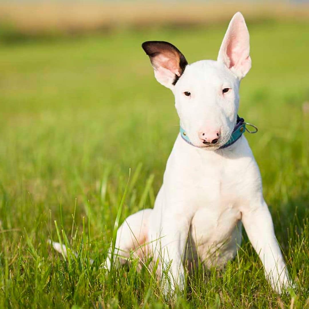 Bull terrier: Un perro cariñoso y juguetón con un aspecto único en el universo canino