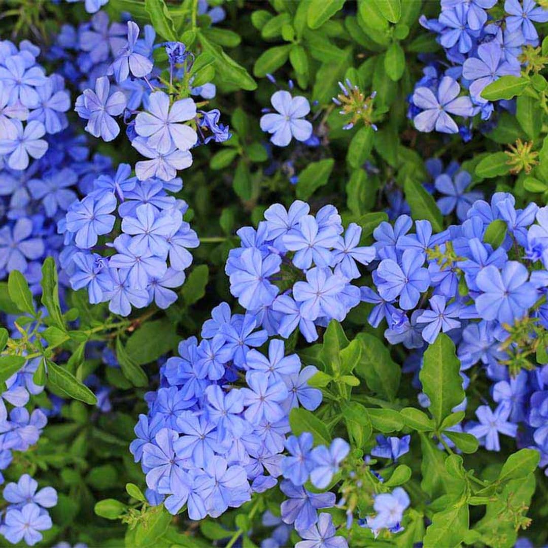 cuidados plumbago