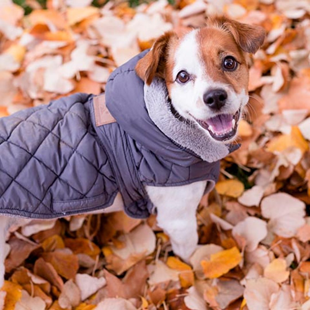 ¿Tengo que ponerle un abrigo a mi perro si hace frío?