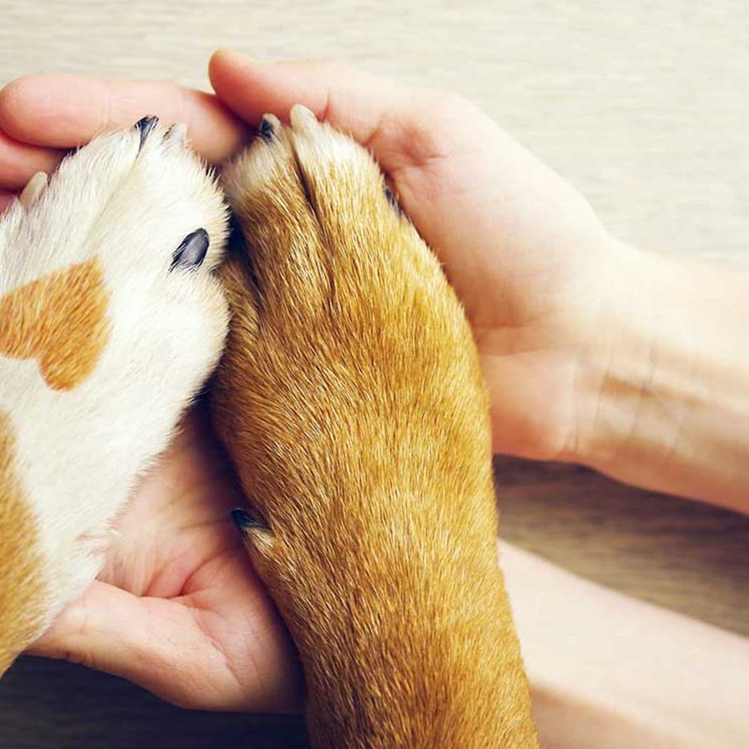 Cómo proteger diariamente las almohadillas y patas de tu perro