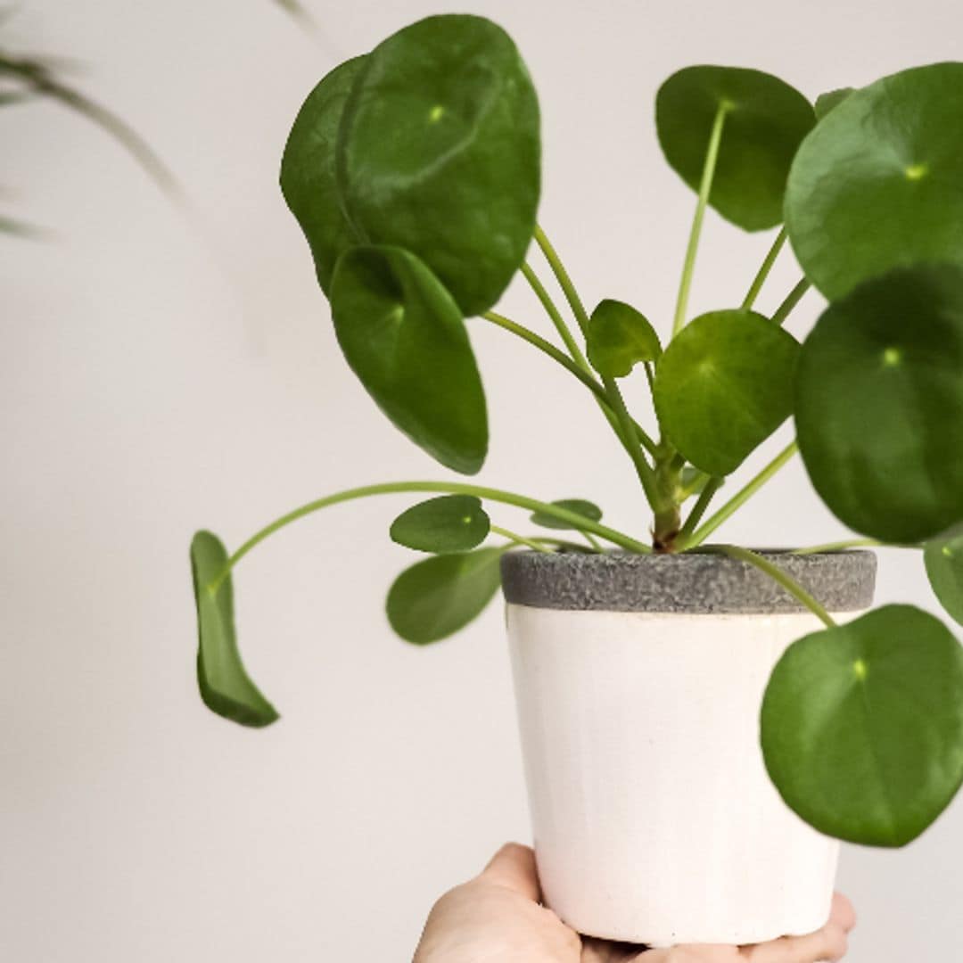 Cómo cuidar la planta china del dinero o Pilea peperomioides