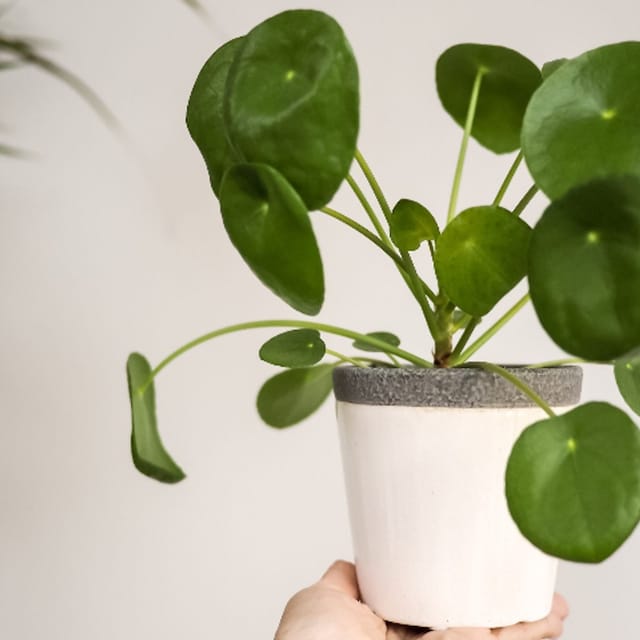 pilea planta