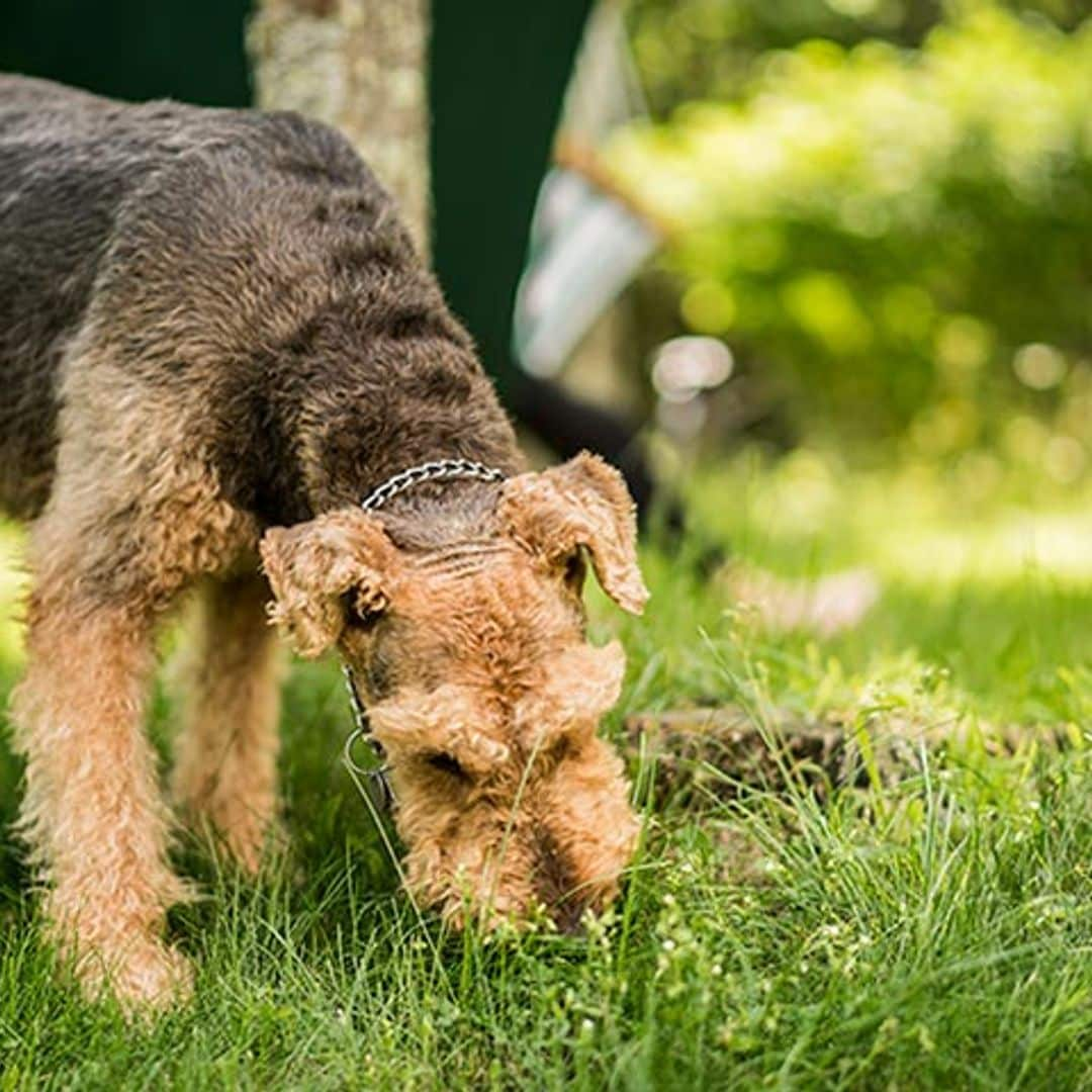 ¿Por qué mi perro come hierba?