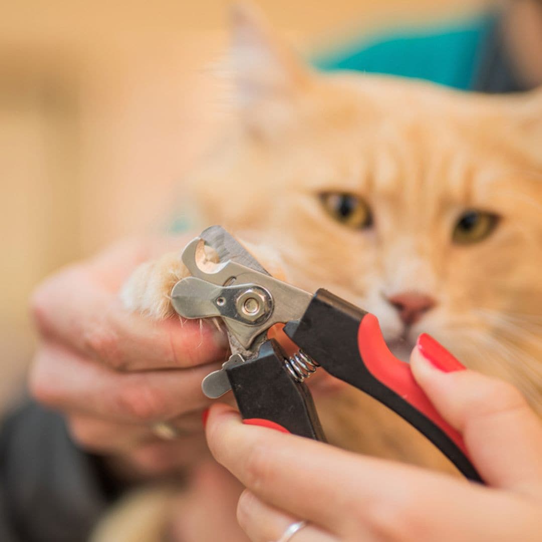 Los mejores cortaúñas para gatos para cuidar las garras de tu felino con seguridad y eficacia