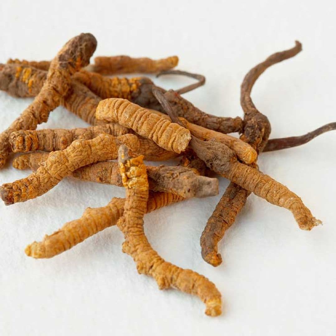 CORDYCEPS, ¿QUÉ ES?