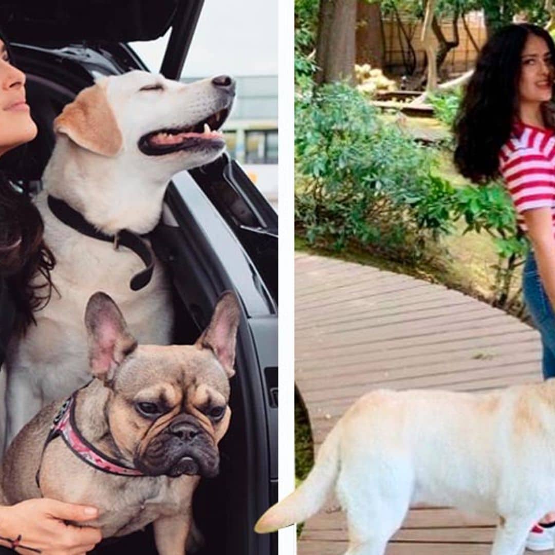 ¡Qué divertida! Así de amorosa es Salma Hayek con sus perros y todo tipo de animales