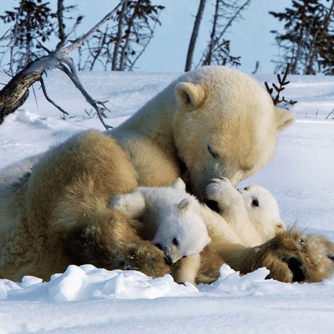 ¡Pura diversión! Las imágenes más divertidas de animales en la nieve