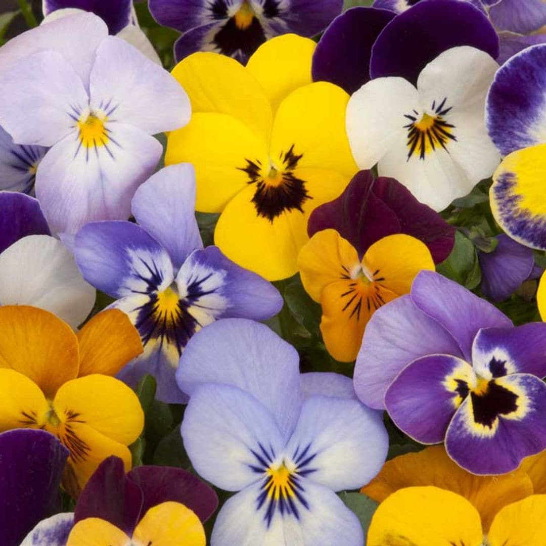 Los pensamientos, flores de invierno que llenarán de color tu jardín