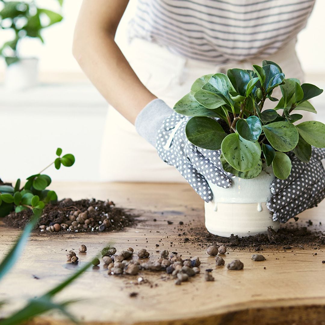 8 métodos para reproducir plantas que son más fáciles de lo que parecen