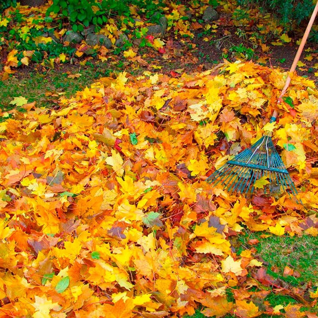 No descuides estas tareas para el jardín en otoño y disfruta de unos exteriores magníficos