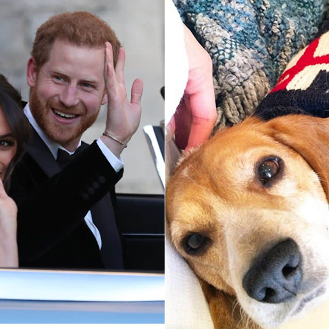 ¡Otro golpe de suerte para Guy 'de Sussex'! El perro de Meghan protagoniza su propia historia