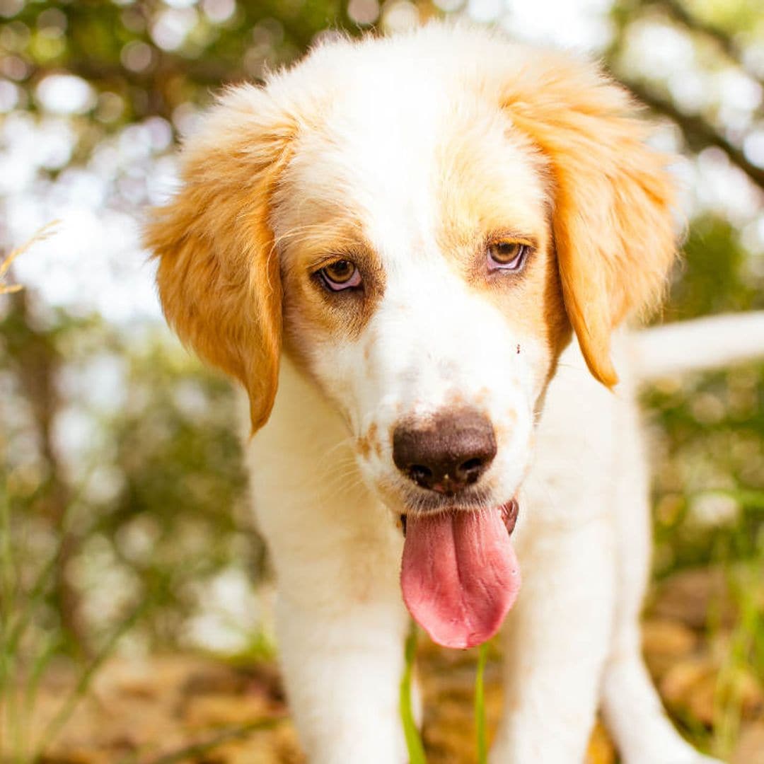 Golpe de calor en perros y gatos: cómo actuar ante el menor síntoma