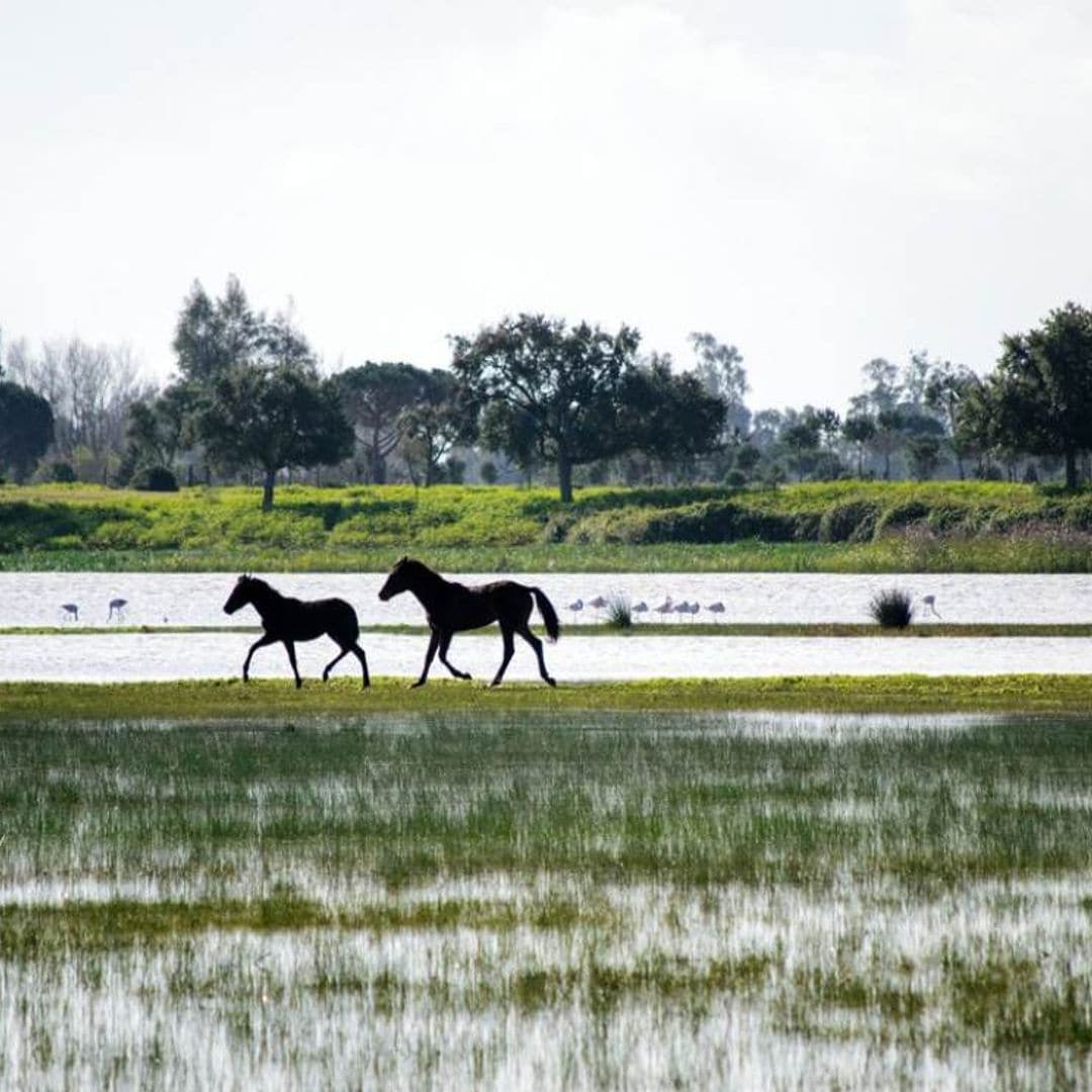 Rutas personalizadas para descubrir Doñana en invierno