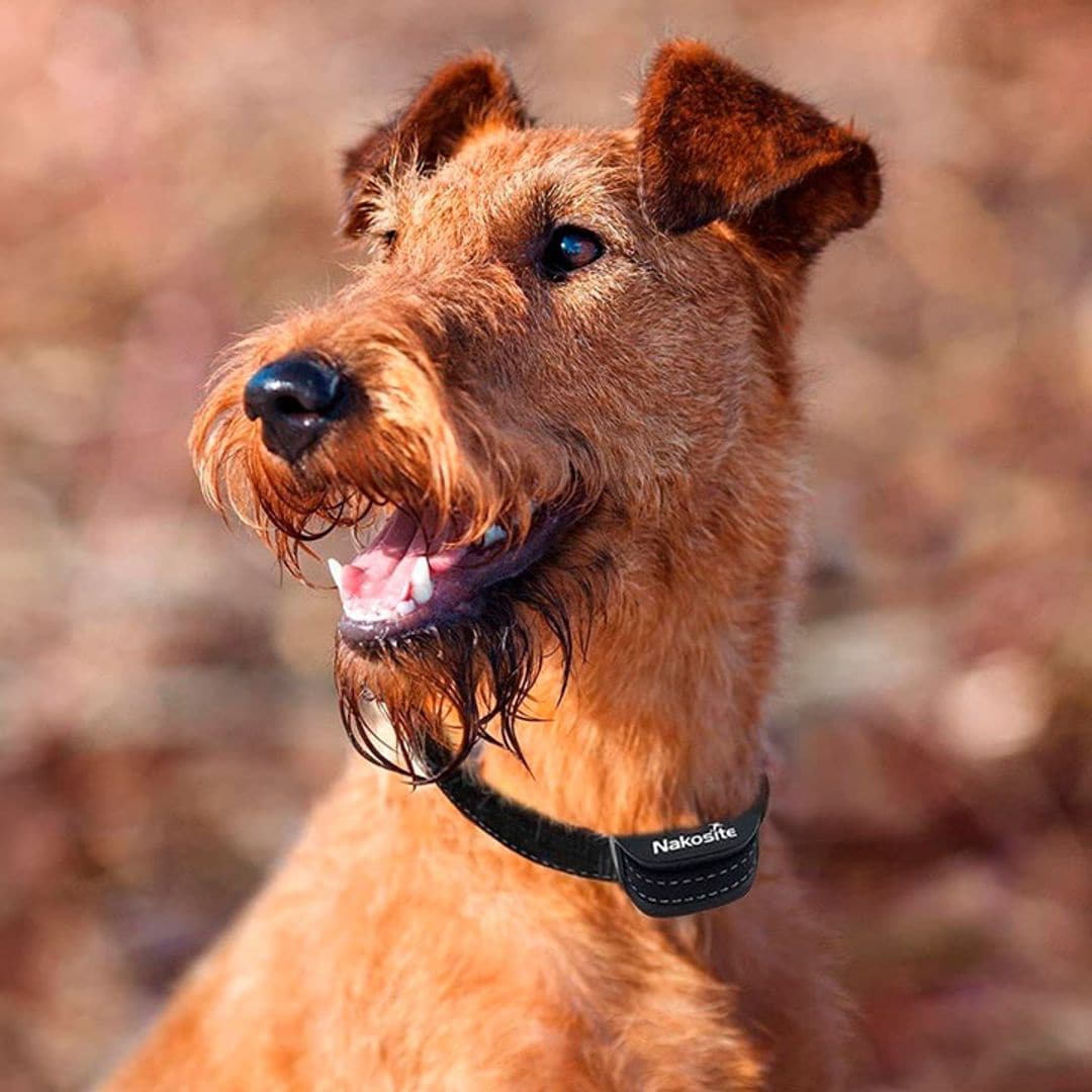 Estos son los mejores collares antiladridos para adiestrar a tu perro de forma segura y efectiva