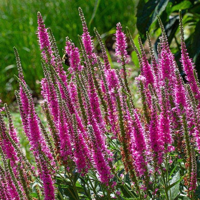 cultivar veronica