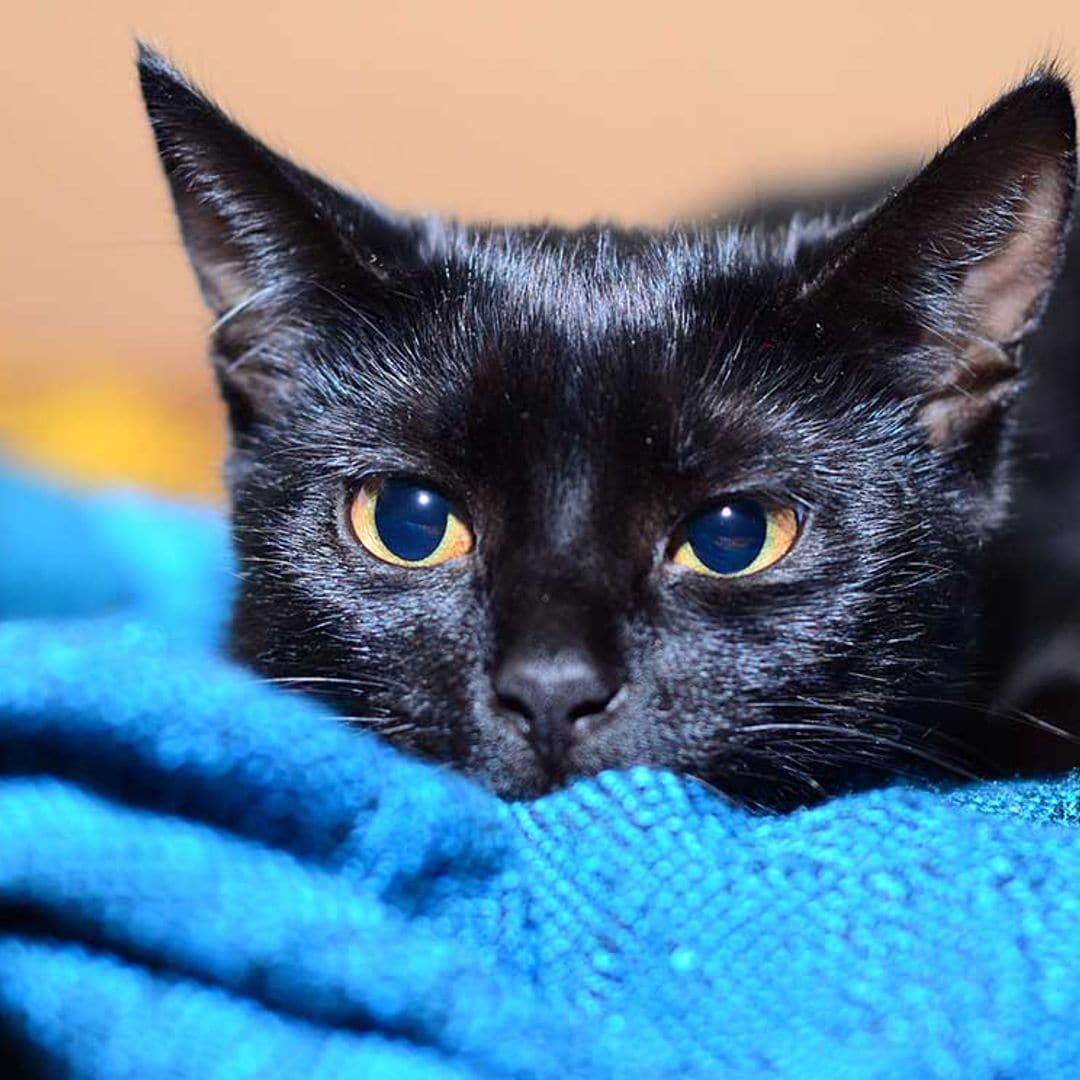 El gato bombay, uno de los más inteligentes y longevos