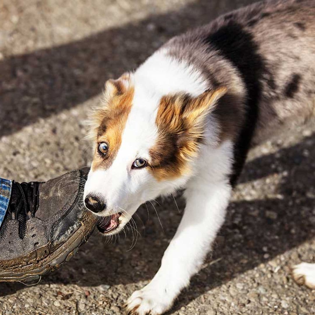 Consejos para que tu cachorro deje de morderte