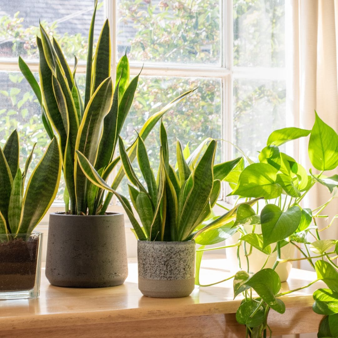 10 plantas de interior ideales para invierno: resistentes, decorativas y fáciles de cuidar