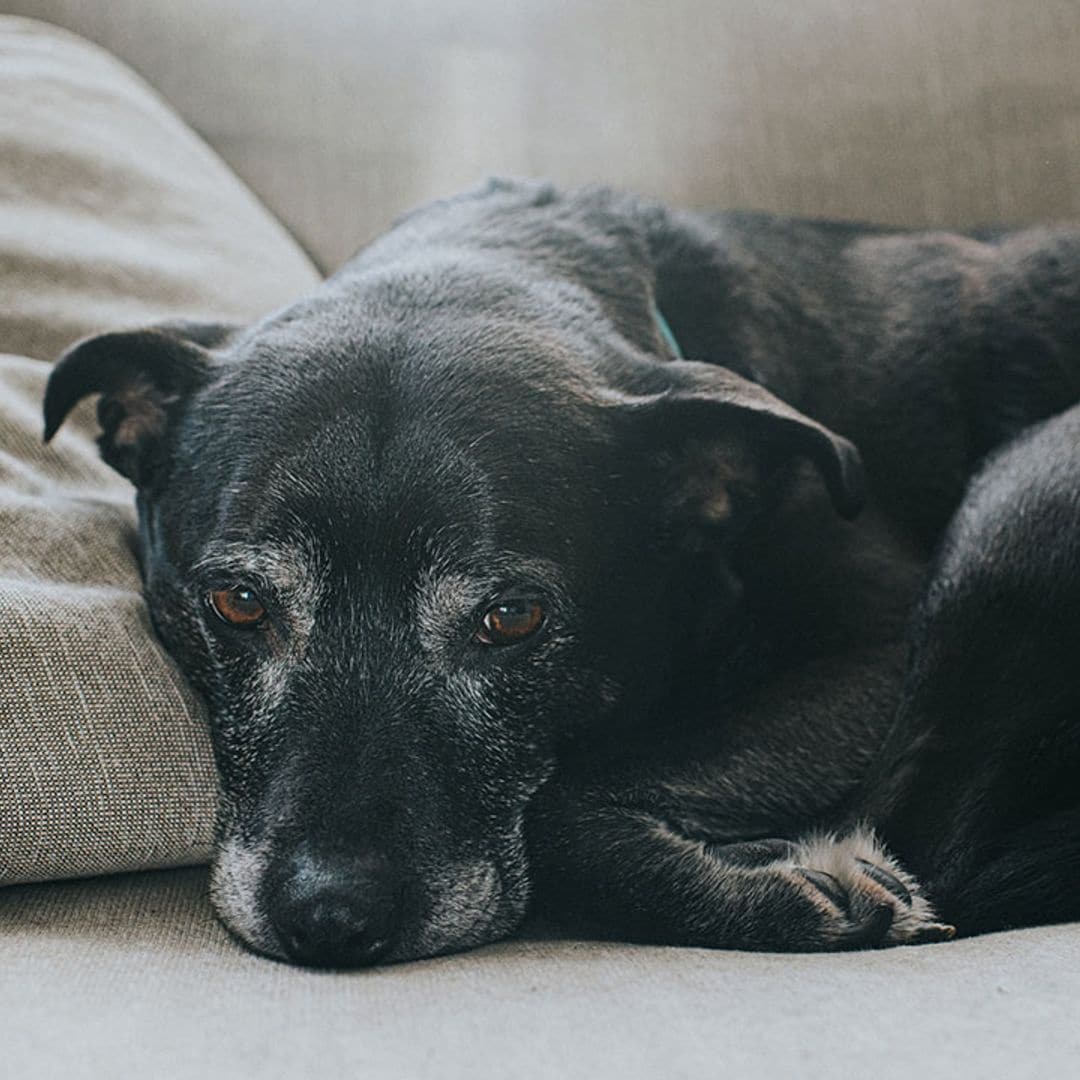 Mejora la calidad de vida de tu mascota senior con estos productos recomendados por expertos