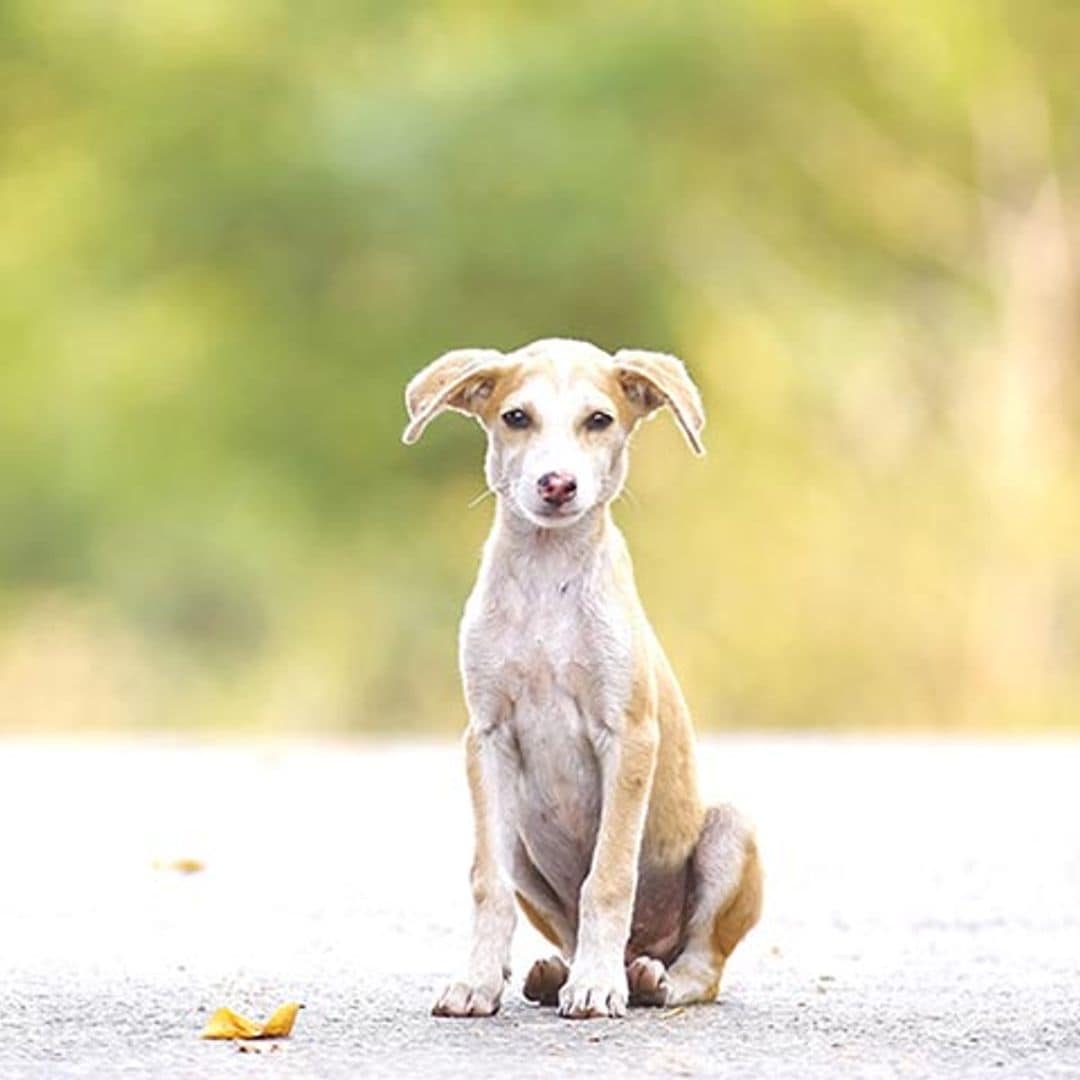 ¿Qué hacer si me encuentro con un animal abandonado?