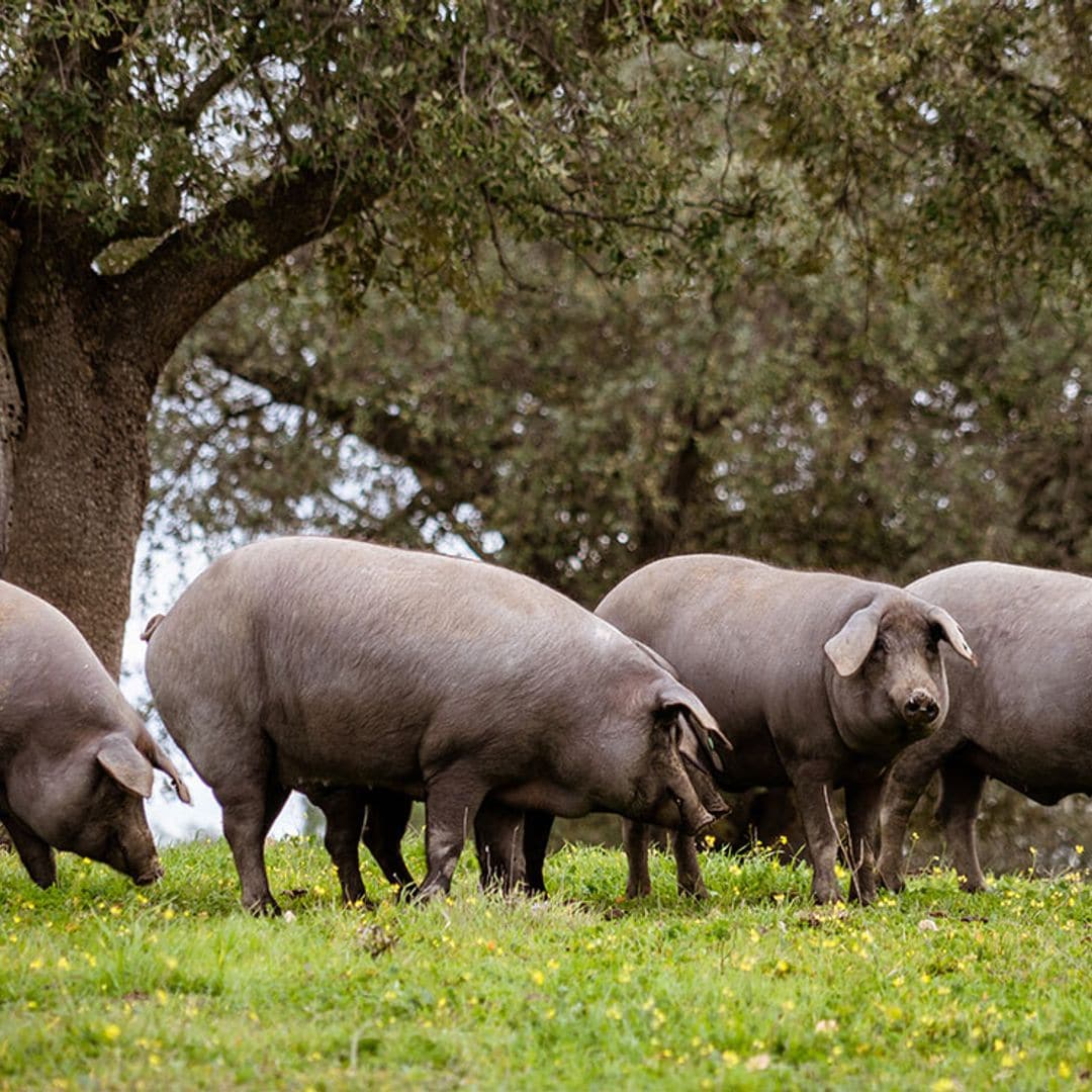 La montanera: el mejor momento para probar las carnes nobles del cerdo ibérico