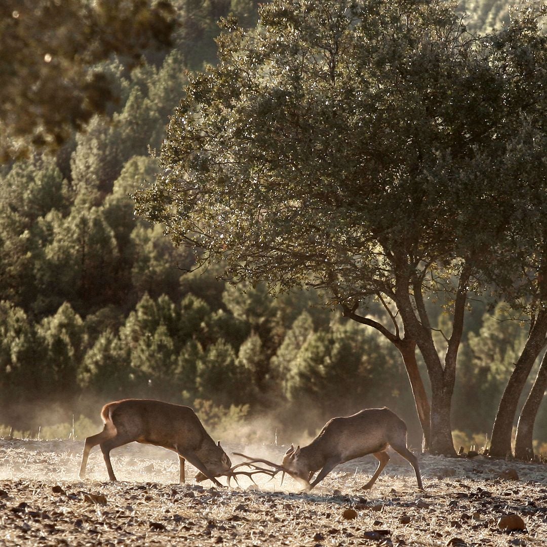 Parque Nacional de Cabañeros, entre Toledo y Ciudad Real. Pelea de ciervos durante la berrea en otoño