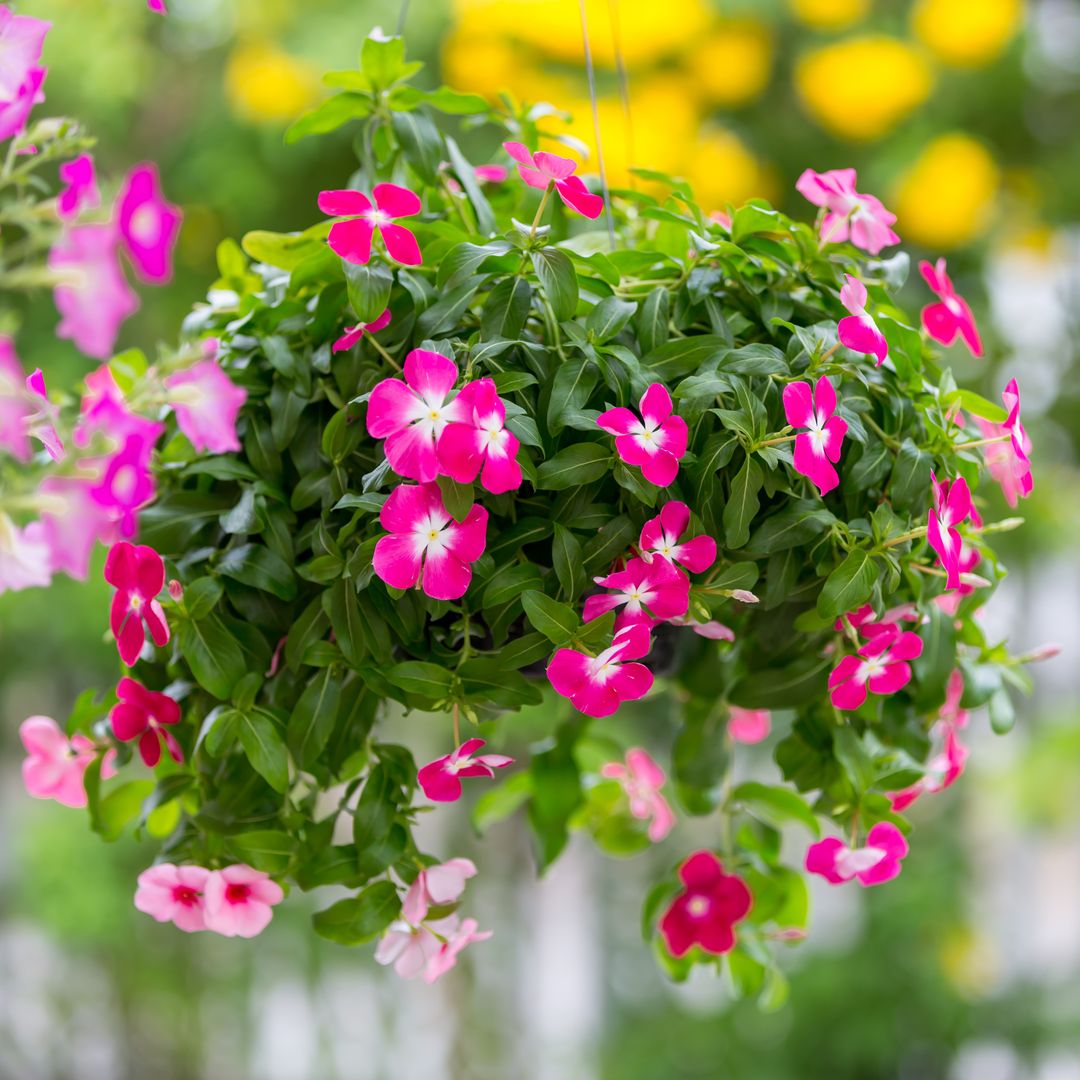 Así es la vinca o 'hierba doncella', la planta con flores tapizantes perfecta para cualquier jardín