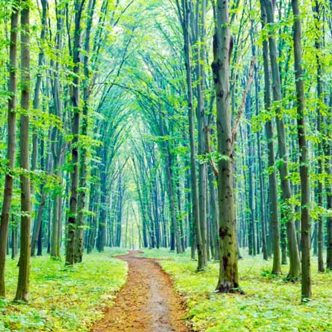 Baños de bosque, la terapia japonesa que cura el estrés