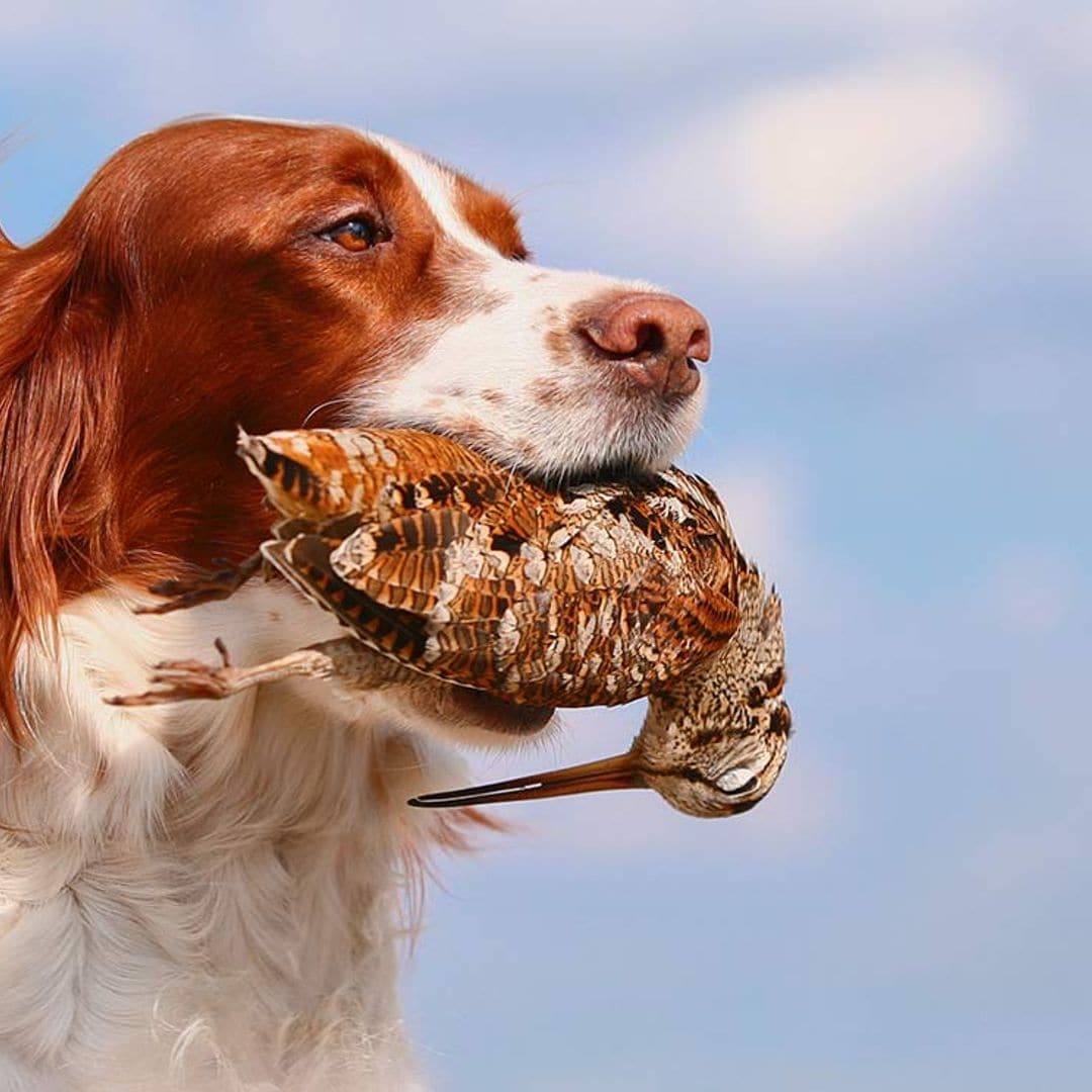 Limita el instinto de caza de tu perro con estos consejos