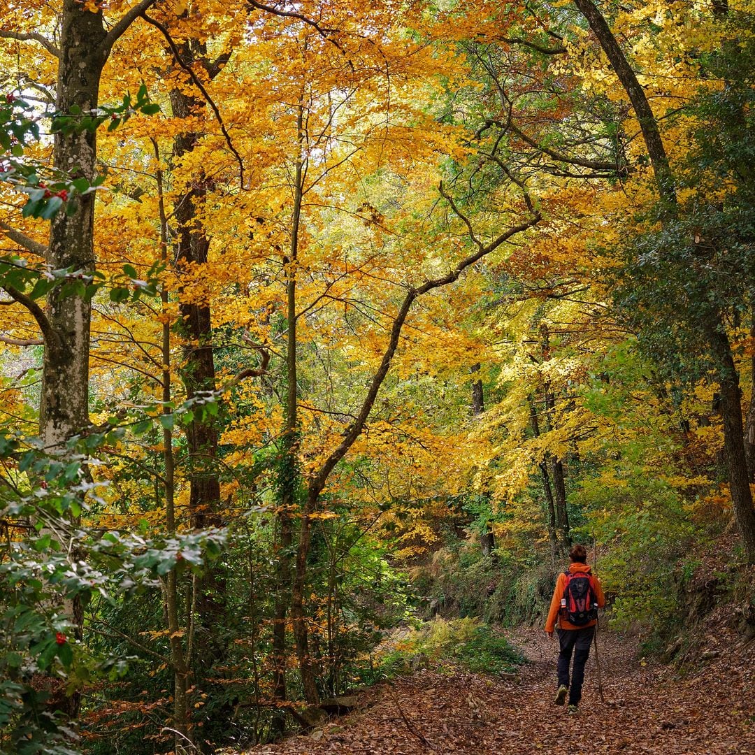 Otoño en el Parque Natural del Montseny, Barcelona