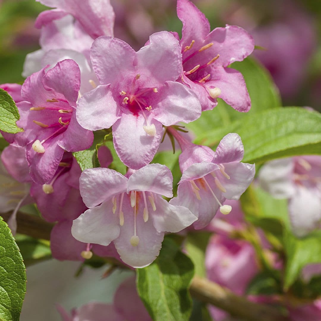 Descubre la weigela, el resistente arbusto ornamental que llenará tu jardín de flores rosas