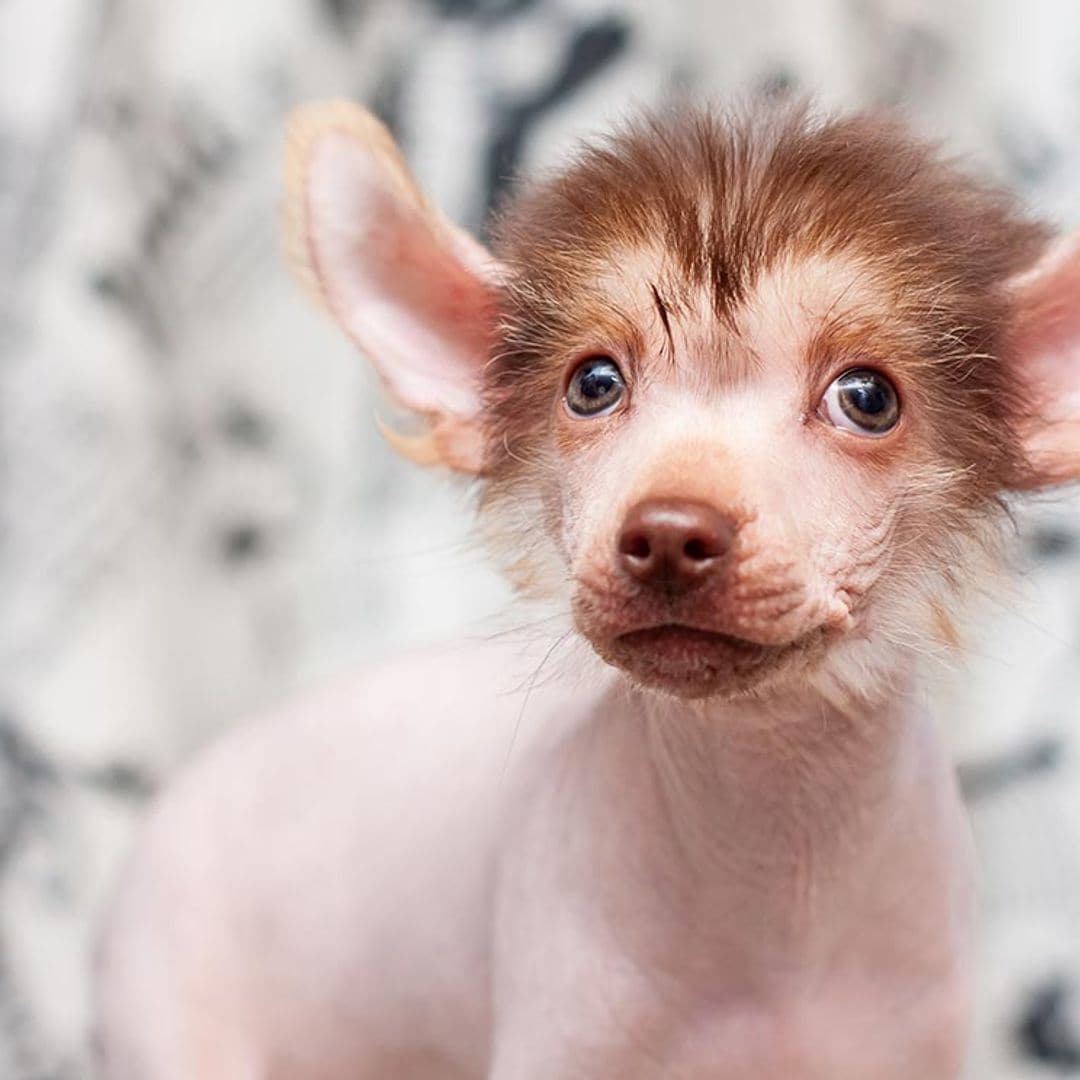 Las razas de perro más raras o menos conocidas