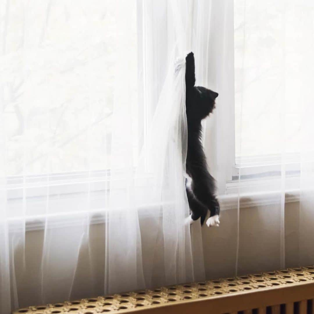 ¿Por qué a mi gato le gusta trepar por las cortinas?