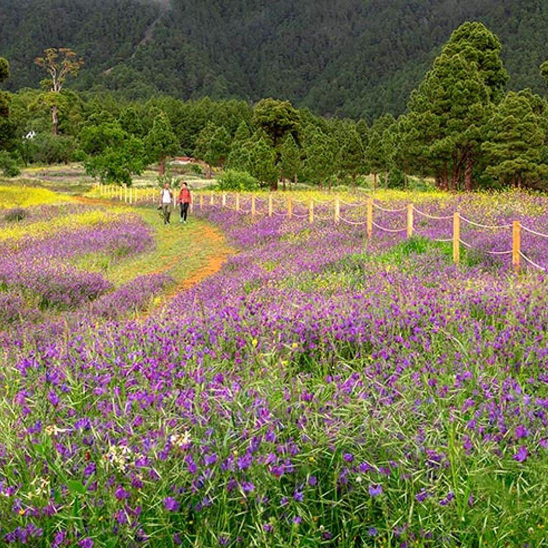 Florece La Palma por primavera y estalla en mil colores