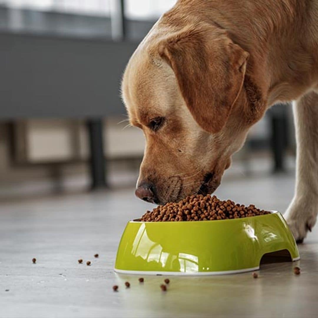 Por qué tu perro debería tener una dieta variada (y su relación con el cáncer)