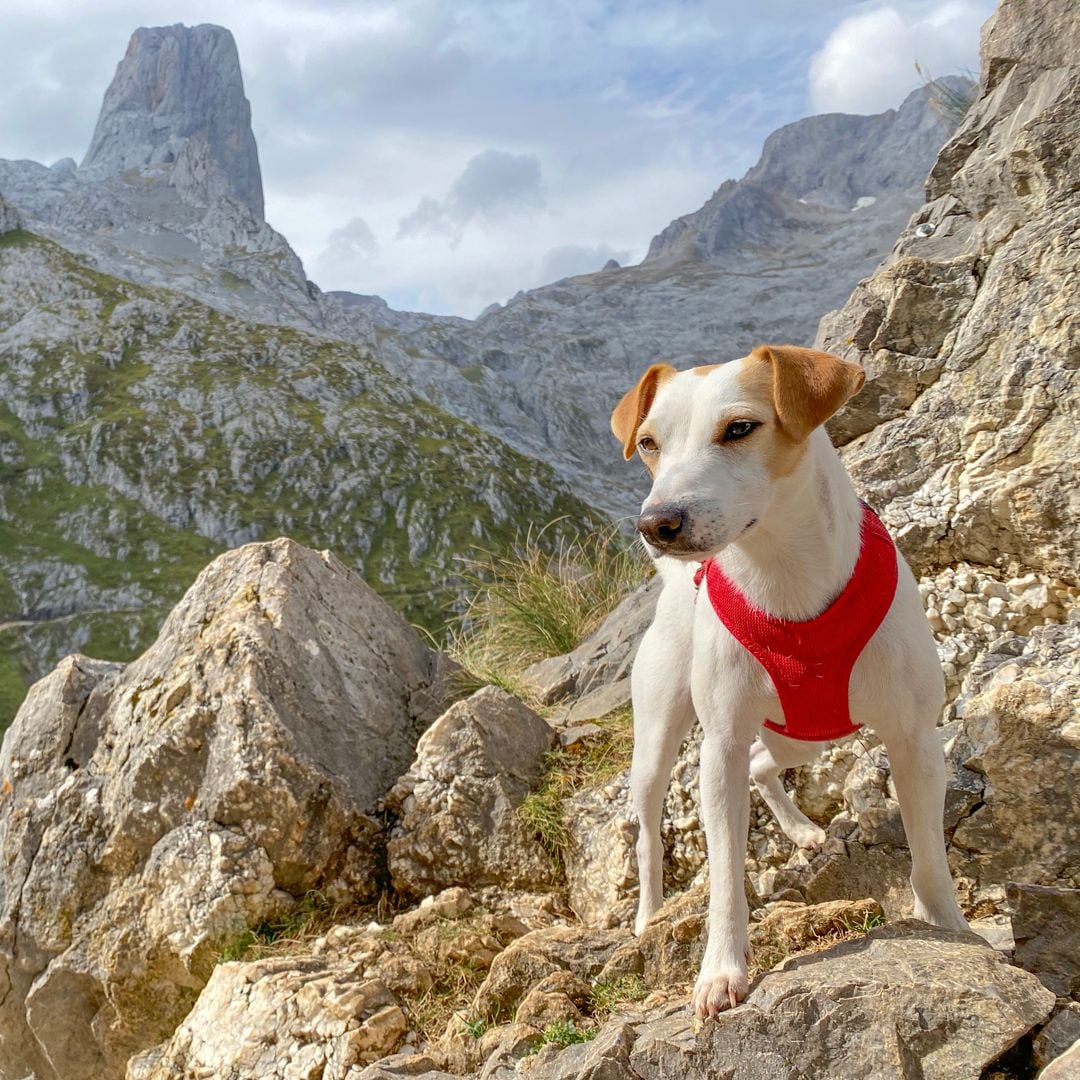 Pipper, el perro influencer y viajero más televisivo de España en Picos de Europa