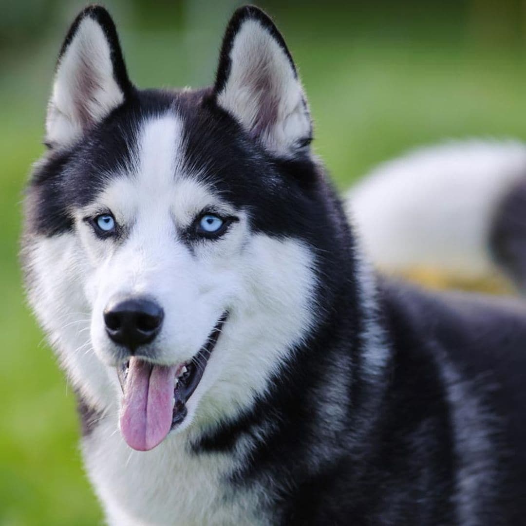 ¿Por qué hay razas de perro que tienen los ojos azules?