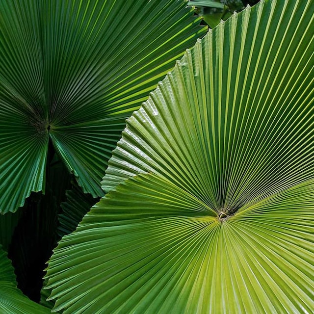 palmera