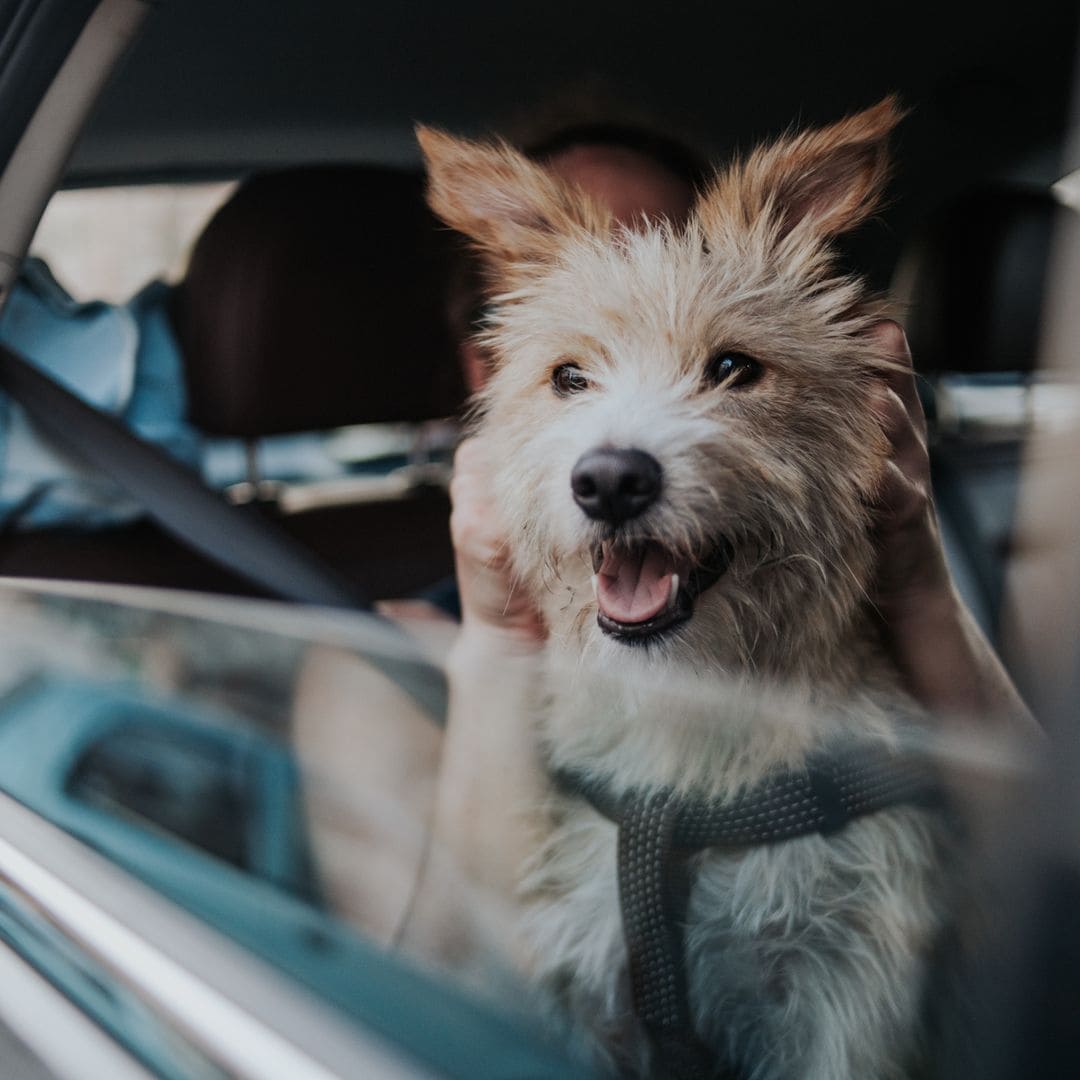 Los mejores accesorios para viajar con tu perro en coche