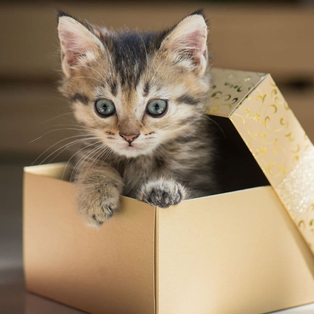 Por qué una caja puede ser el mejor regalo para un gato
