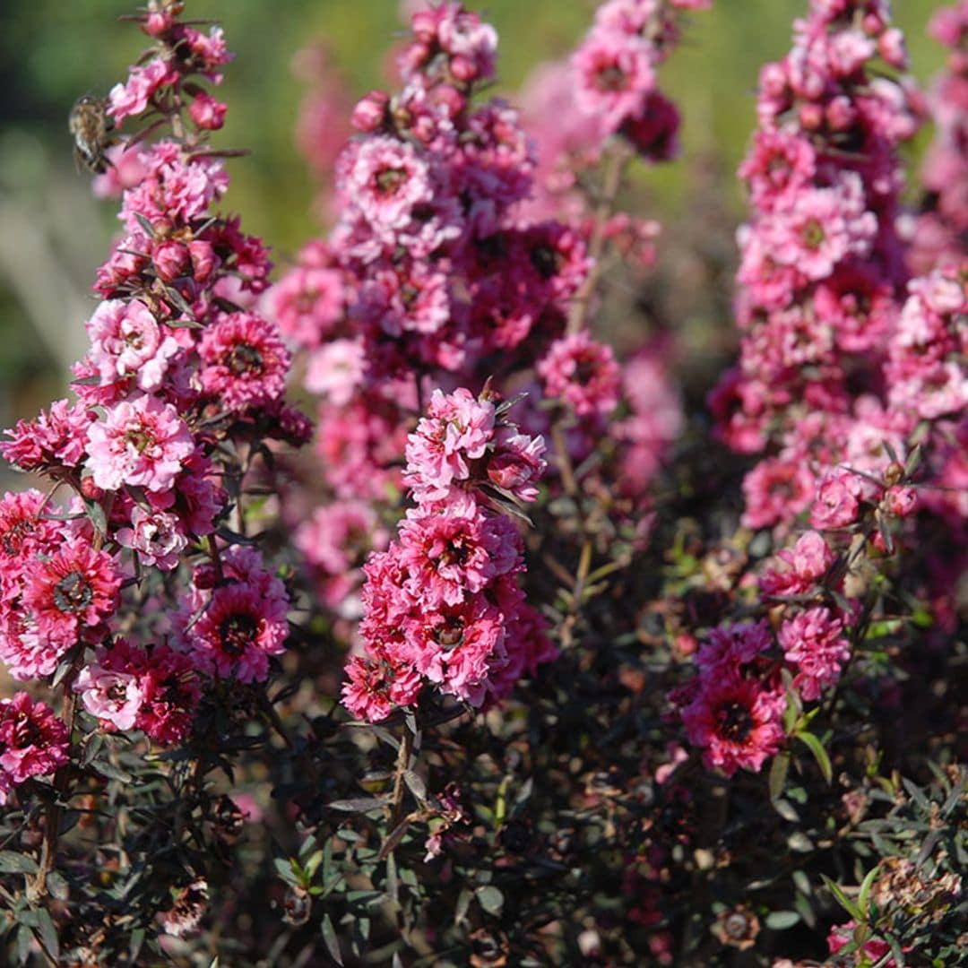 cultivo leptospermum