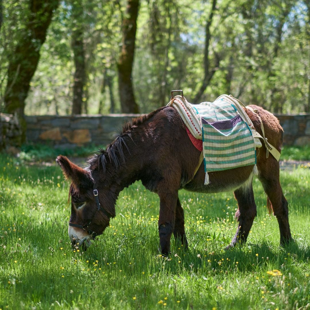 Burro mirandés, Tràs-os-Montes, Portugal