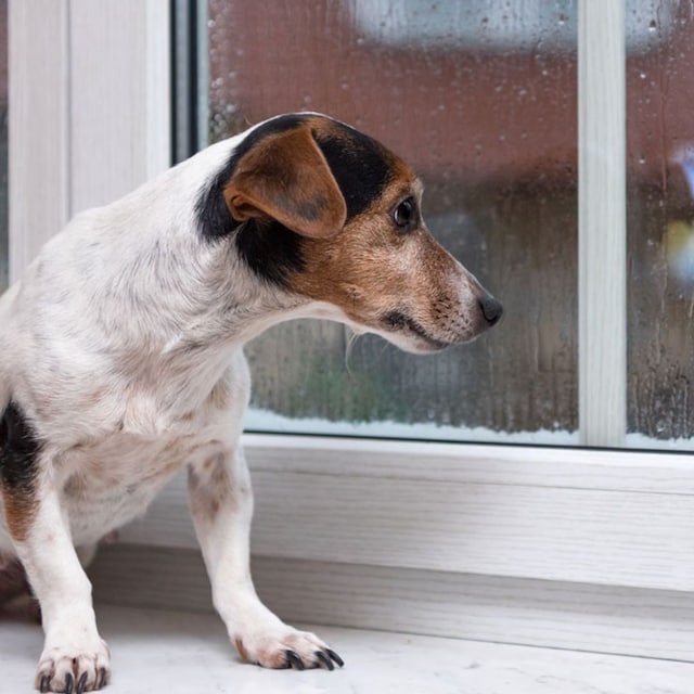 perro solo casa