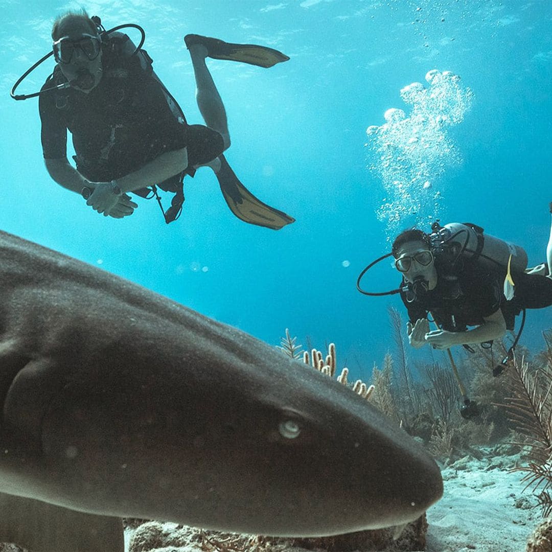 Las espectaculares imágenes de los duques de Cambridge nadando entre tiburones