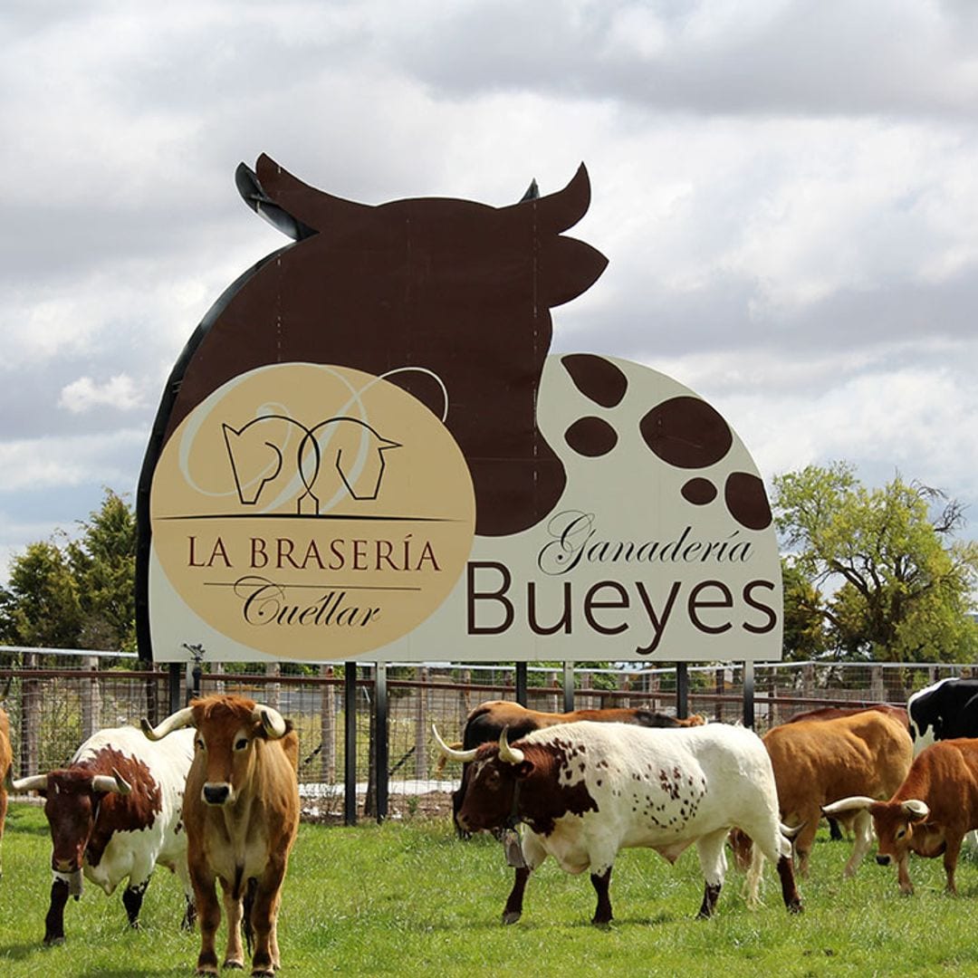 Carne de buey: del campo a la mesa