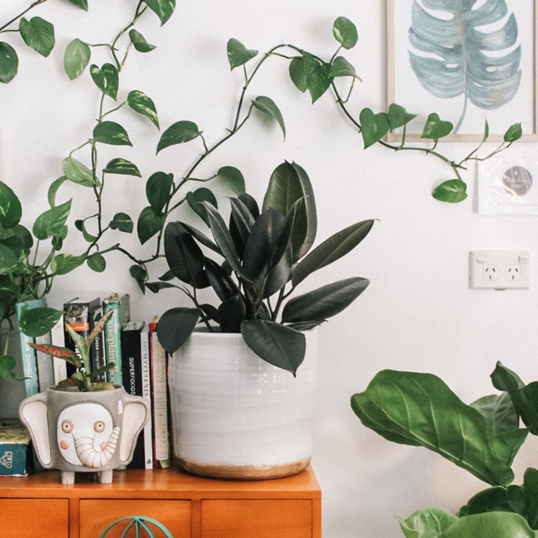 Las plantas trepadoras que mejor se adaptan a las estancias de tu casa