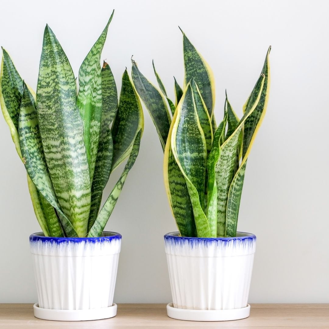 Dos sansevieria o lengua de suegra